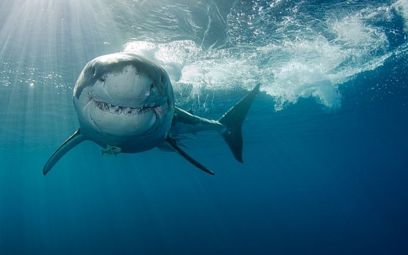 Las 10 mejores películas de tiburones de la historia